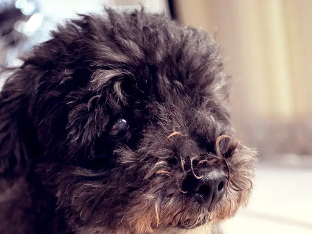 Top Dog-Friendly Flooring Choices: Experts Recommend a Preferred Material for Pawsome Homes