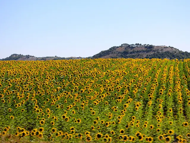 In the walkway graced by sunflowers in Chiusa Pesio, Minions have unexpectedly popped up.
