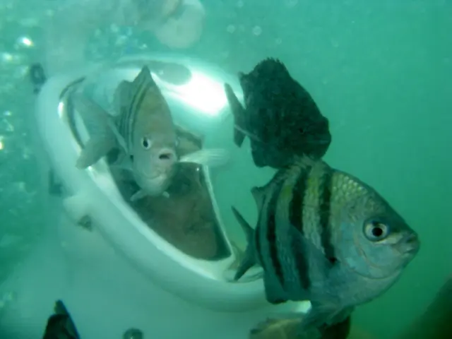 Cephalopod Signaling: An Unearthed Method of Interaction Within the Cuttlefish Species?