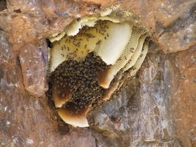 Hives, also known as urticaria, refer to a common skin condition marked by itchy, red, raised...