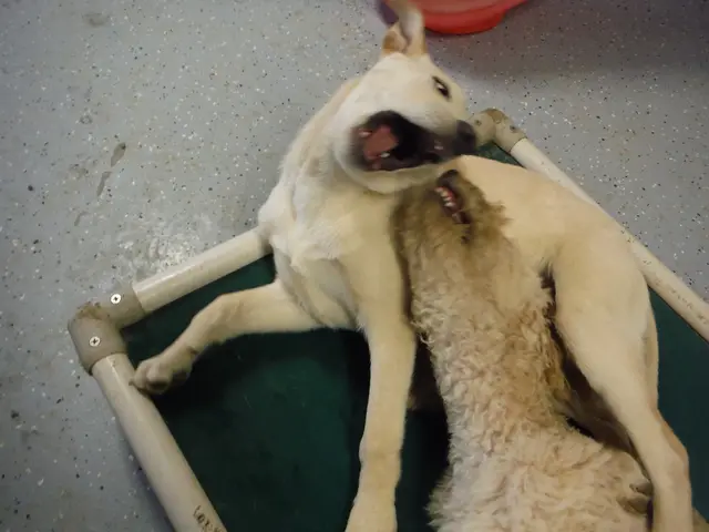 Seth Meyers' canine companion Frisbee, a recurring adversary of Andy Samberg, claims victory in...