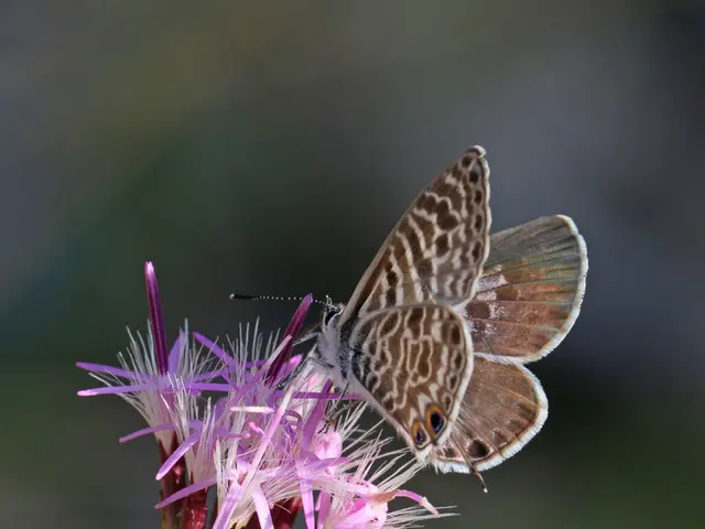 The reliability of ultrasound in identifying breast cancer.