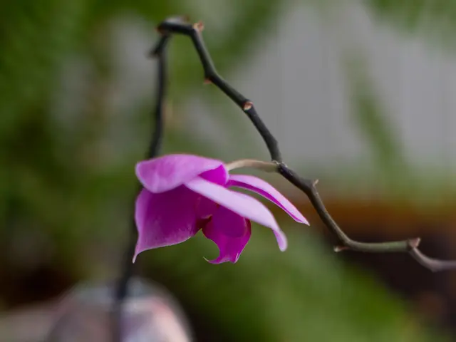 Collaboration Between Bio-Thera and STADA Expanded: Tocilizumab Now Part of Biosimilars Partnership