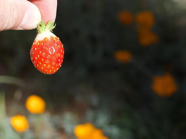 12 Significant Health Advantages of Red Currants Particularly for Male Health