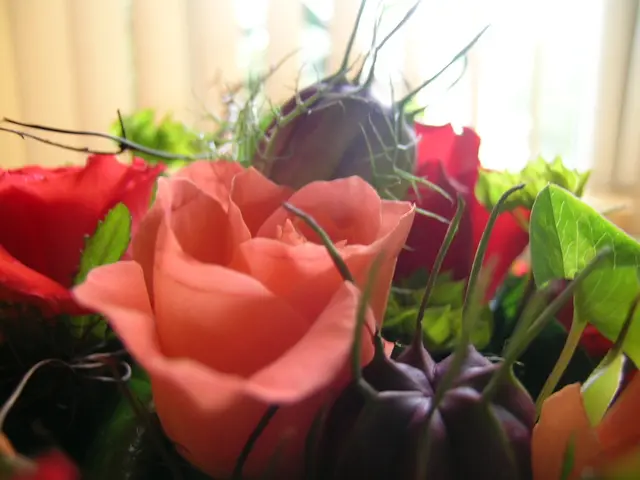 Exploring the Outstanding Advantages of Peaches for Overall Wellness: 13 Prominent Perks Unveiled