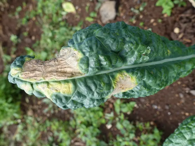 Plant Leaf Holes: Common Causes and Solutions Identified
