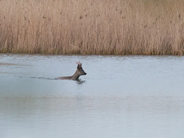 Expert Advice on Appropriate Watering of Petunias for Optimal Growth