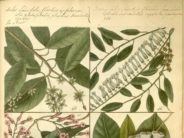 Cultivating Borage: Comprehensive Guide to Nurturing Stunning Starflowers