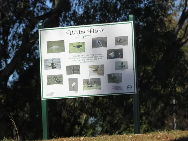 Remarkable Account of How Researchers Managed to Encourage an Extinct Species of Bird to Migrate...