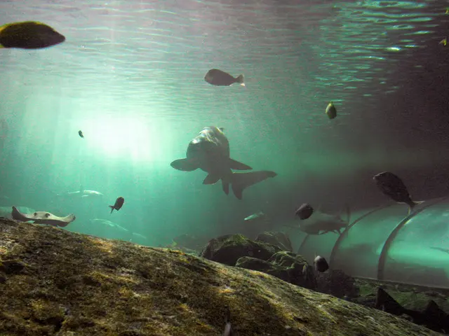 Underwater Photography: Delving into Aperture, F-stops, and Field Depth