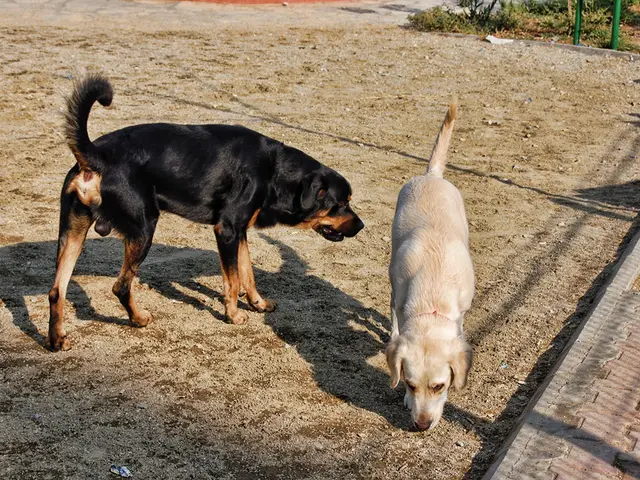 Cebu honors International Dog Day with the 'Love Paws' event
