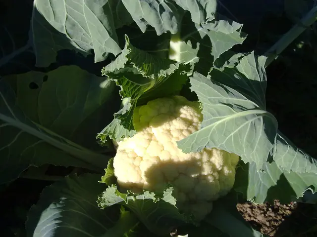 Enhanced Cauliflower Variety I - Genetically Fortified Cauliflower for Improved Nutritional Value...