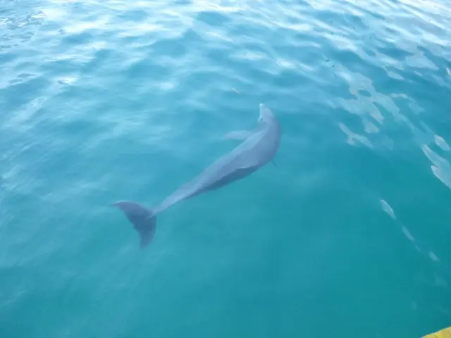 Introducing Flippertron, the New Kid on the Block