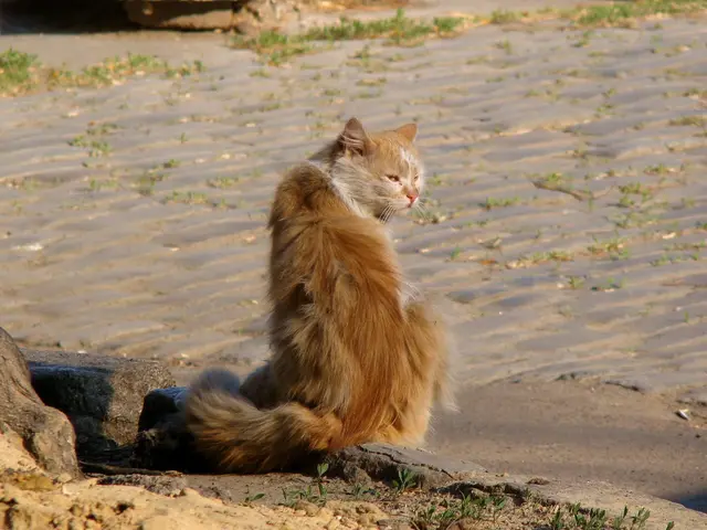 Sand Cat Ufuk has been dismissed or left recently.