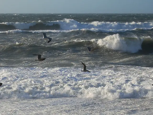 Abundance of Fishing Network