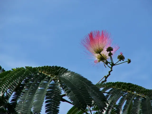 Sweltering August Ahead (Intense Summer Warmth)