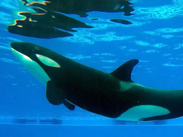 Cryptocurrency Whale Liquidates 197 Bitcoins, Enters a $60.89 Million Short Market Position