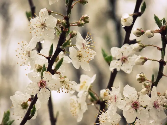 Invasive plant species: Heracleum mantegazzianum, more famously known as Giant Hogweed, makes an...
