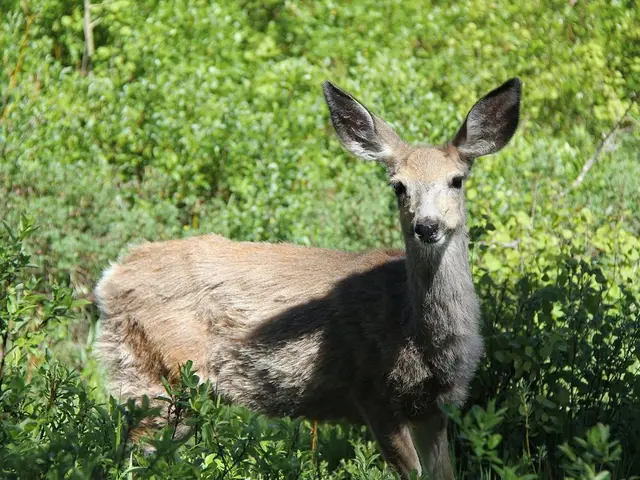 Deer Consuming Oak Leaf Hydrangea: Guarding Your Garden Blossoms