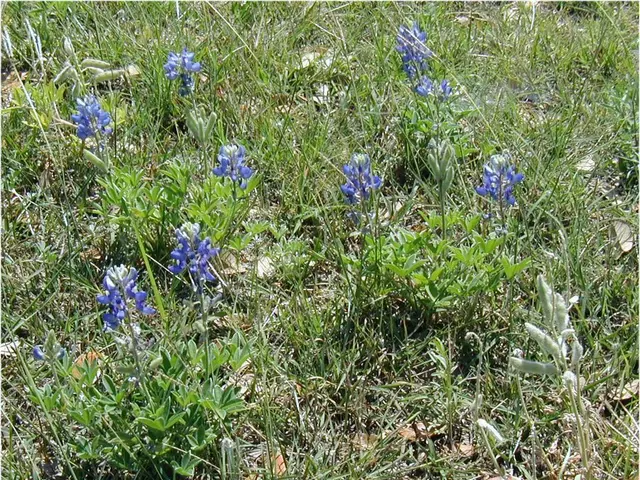 Efficient Lawn Maintenance: Focus on Strategy, Not Physical Exertion