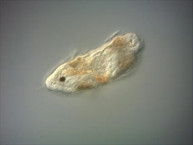 Swarm of Airborne Pests Discovered at Fast Food Restaurant: A Report on Berks County Food...