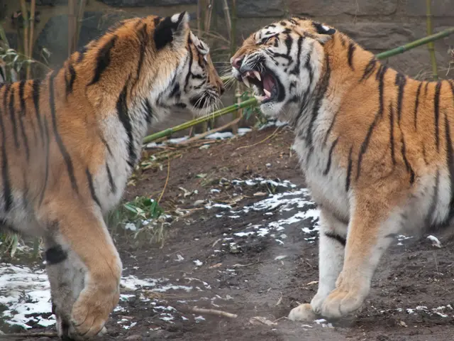 Sri Lanka plunges into a power outage following monkey-caused disruptions at the national power...