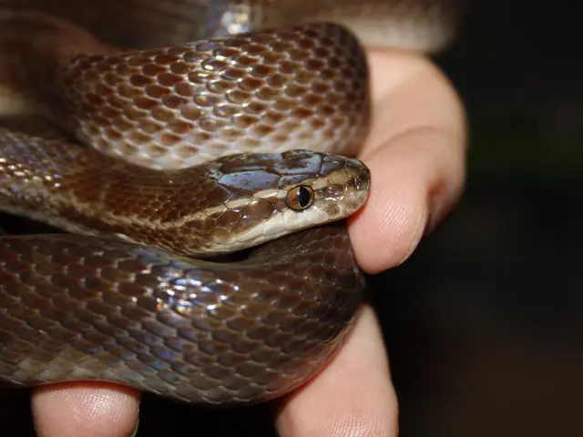 Identifying Characteristics of a Machiavellian Individual's Psychology