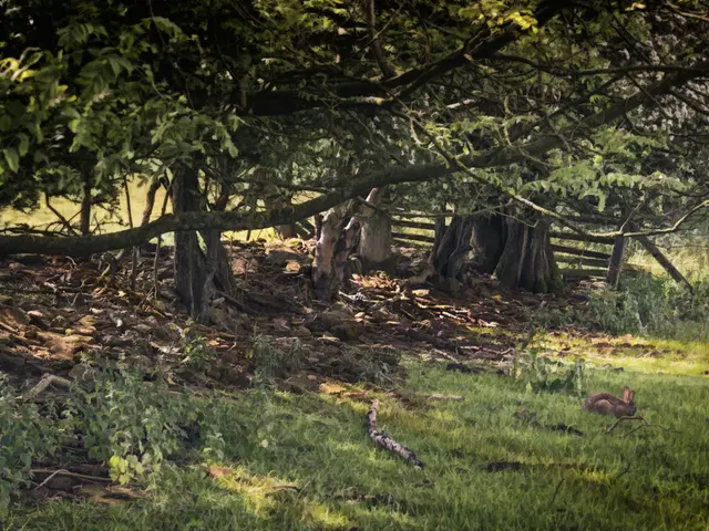 Protective layers on walls to obstruct the growth of unwanted vegetation