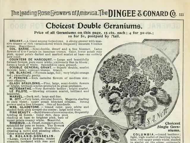 Journalist from Hornbill TV Wounded by Gunfire During Reporting at Laii Village Festival in...