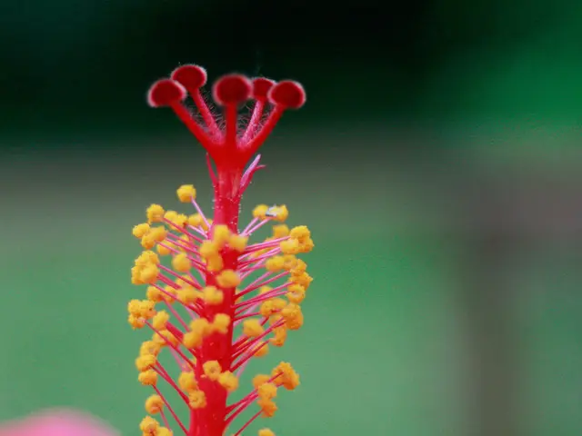 Updated Pollen Situation in Schwabisch Gmünd: Multiple Pollen Species Active on Sunday