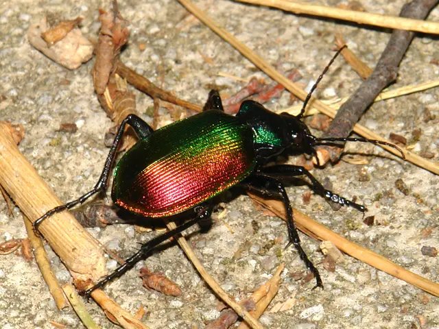 Burn a common plant in your campfire for a natural and efficient method of keeping insects at bay.
