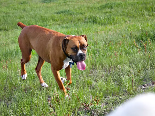 Unusual Canine Actions Decoded: An Examination by Katie Woodley, DVM, Reviewed by Emily Oliver, CVT...