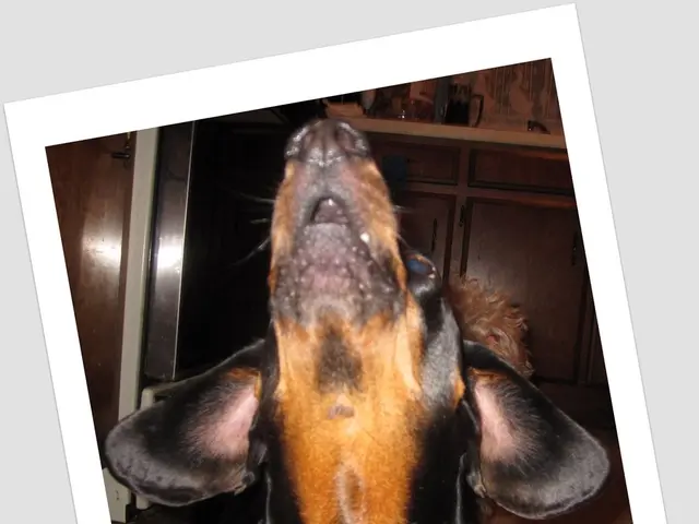 Dog Nose Information and Common Issues