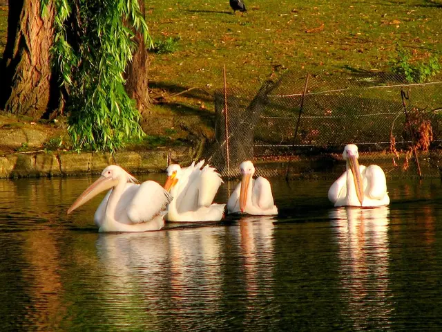 Wildlife Thriving in Hokkaido's Natural Habitat