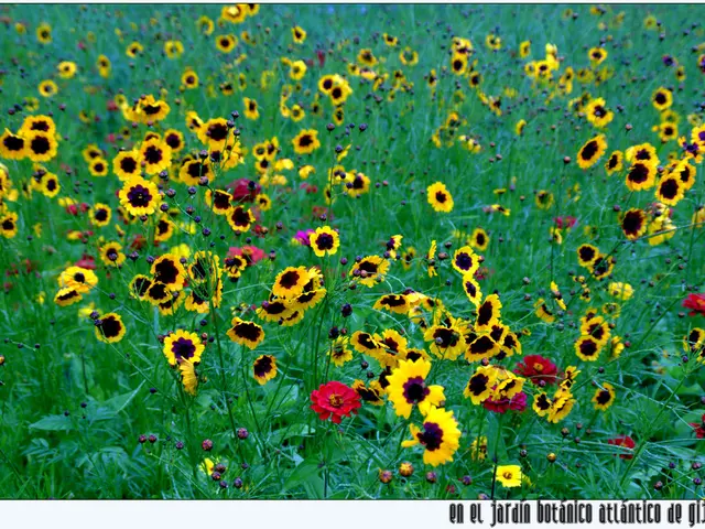 On Sunday, August 31st, Venus aligns with the Beehive in the sky