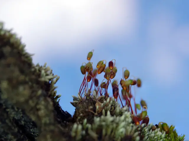 Spacecraft Hubble Observes Supernova 1987A Clary
