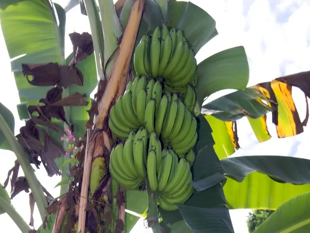 Banana Plant's Anatomy Explained