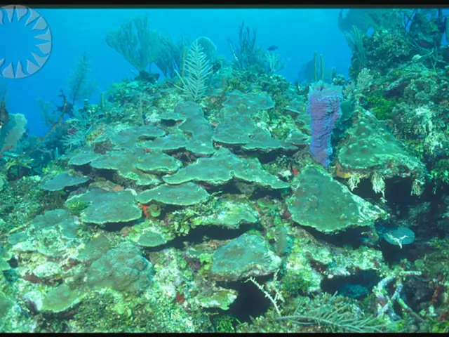 Exploring Underwater Flora with Cognitive Boosting Abilities: Delving Deeper Than Ginkgo and...