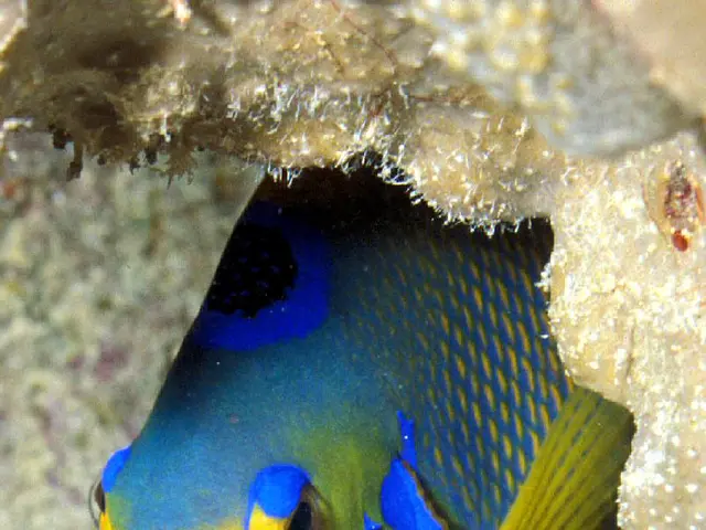 Insightful Overview: Kamfa Uncovered