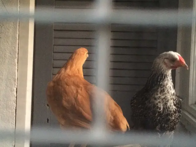 Sustainable Chicken Shelters: Blueprints for contented and thriving hens through permaculture