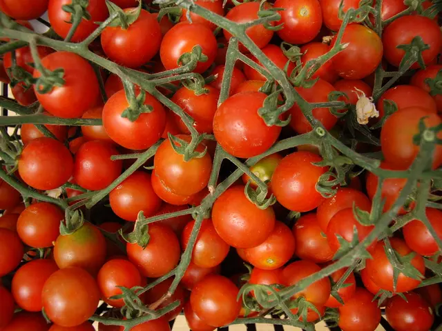 Expanding farm businesses increasingly favor tomato cultivation for increased profits