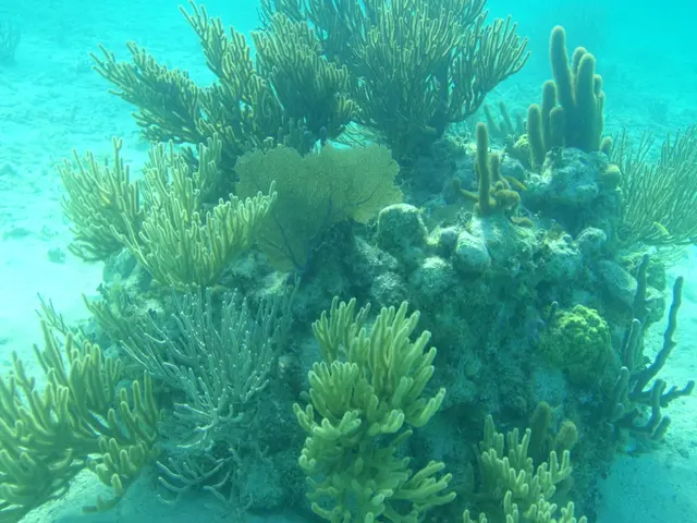 Enhancing Coral Surveillance and Rebuilding Efforts, by CoralCarib