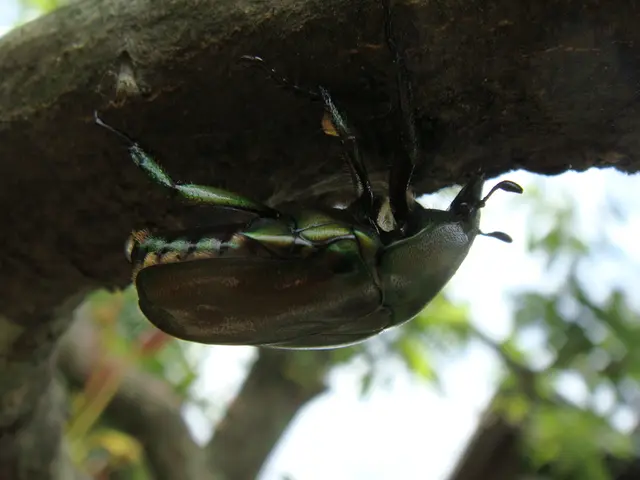 Unveiled: Opportunity for Critical Arbitrary File Writing Vulnerability in Git Command Line...