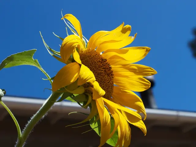 Schroder's CEO denies rumors of family stake transactions