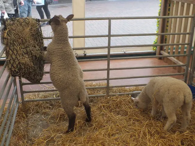 Motorway A5 Incident: Sheep-Related Collision at Efringen Church Area