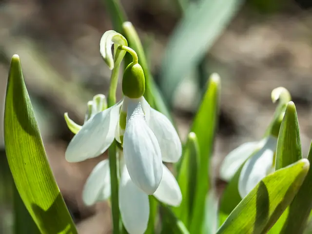 White Dwarf Star Duos May Frequently Host Orbiting Planets in the Cosmos