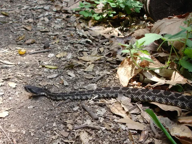 Overnight Vigil by Police Accompanies Giant Snake King Python