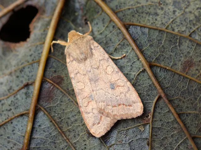 Imported Chickenpox from Russia in Sri Lanka: Measures to Avoid Catching Harmful Illness