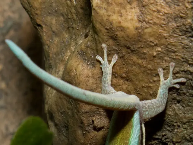 Discovered Dinosaur Specimen on the Isle of Wight Identified as a New Breed with a Bulky Back Sail