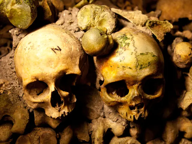 Discovery of well-preserved Woolly Mammoth skeleton, aged around 10,000 years, by reindeer herders,...